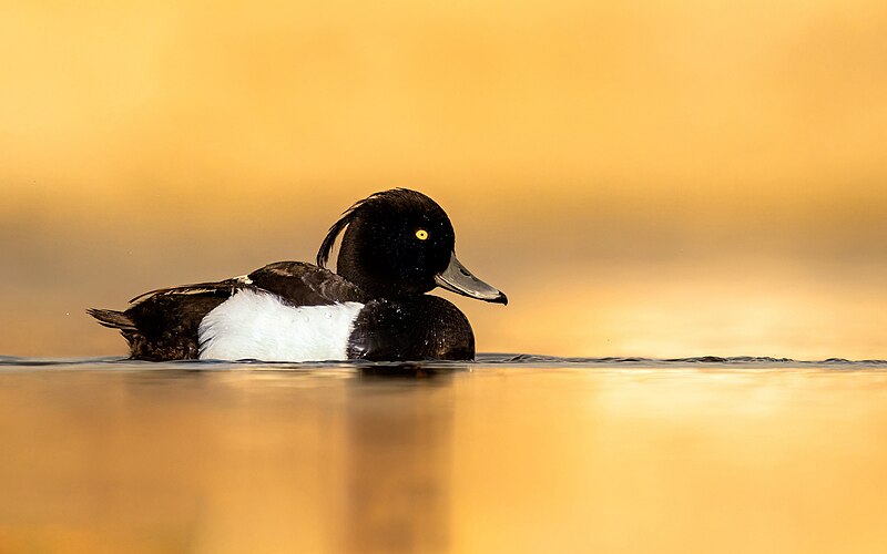 File:Tufted duck in nagadaha lake.jpg