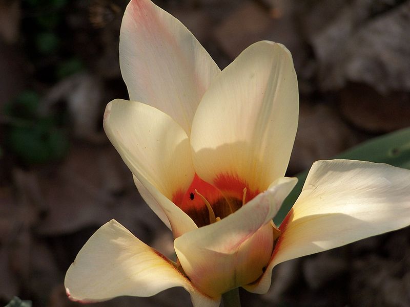 File:Tulipa (1).JPG