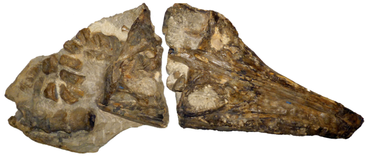 File:USNM 2361 - Brachauchenius lucasi skull.png