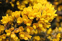 Ulex europaeus flowers.jpg