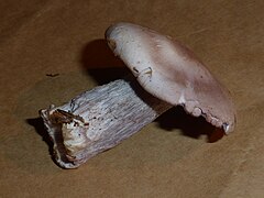 Unidentified mushroom - september 2013 01.JPG