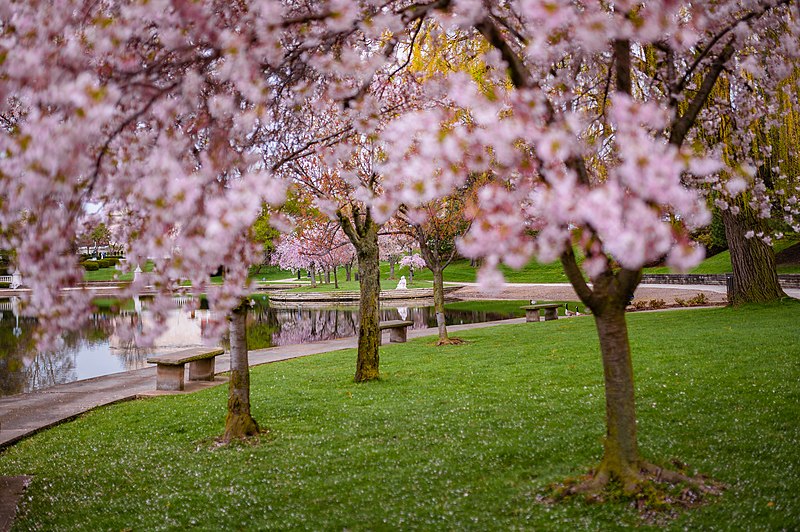 File:University Circle Cherry Blossoms (47690536951).jpg