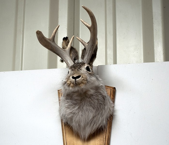 File:Unlucky Jackalope 4891624513.jpg