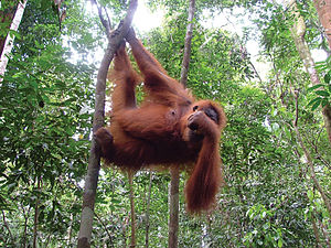 gunung leuser trek