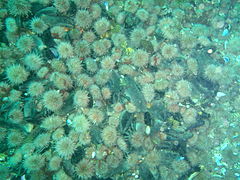 Urchins at Cleeves tunnel
