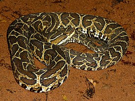 Puolikuukeihäskäärme (Bothrops alternatus)