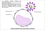 Gambar mini seharga Berkas:VIU - Raprochament deis envolopas lipidicas.png