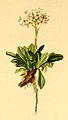 Valeriana saliunca