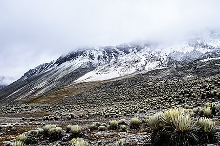 Tundră Alpină Wikipedia