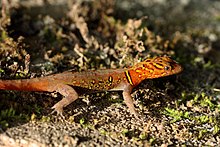 Spraglet (strålende sydamerikansk) gekko (Gonatodes ceciliae) male.jpg