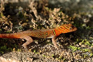 밝은남아메리카도마뱀붙이 (Gonatodes ceciliae) 수컷, 트리니다드