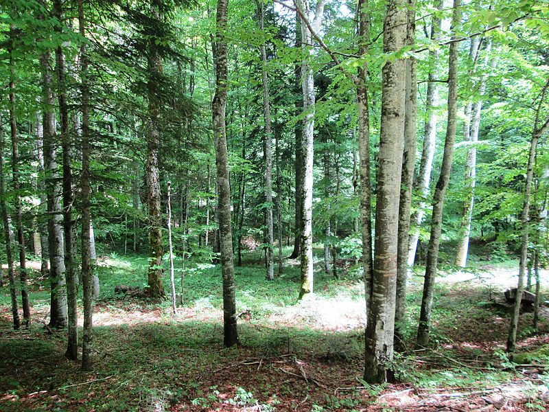 File:Velebit Forest.jpg