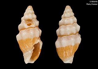 <i>Vexillum pagodula</i> Species of gastropod