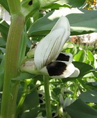 Vicia faba flower Vicia faba flower detail.jpg