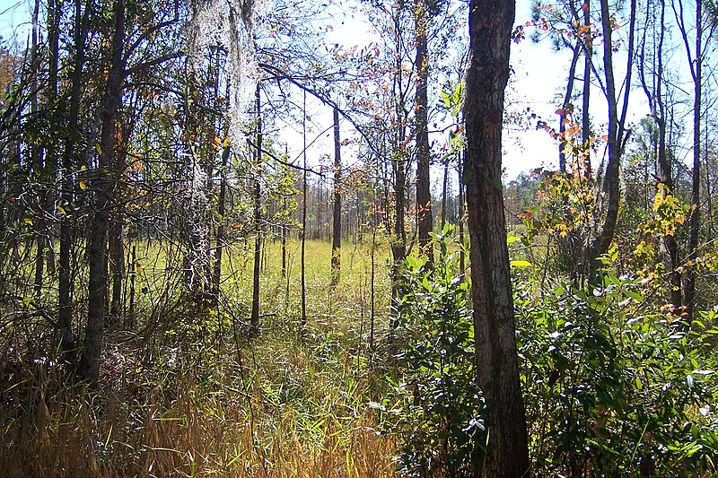 File:View from Coffee Bay (5178705503).jpg