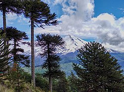 View of the Llaima Volcano through the araucarias from the viewpoint "Los Condores" in summer.jpg