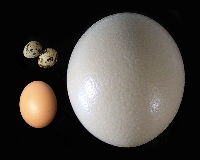 Quail eggs (upper left), chicken egg (lower left), and ostrich egg (right)