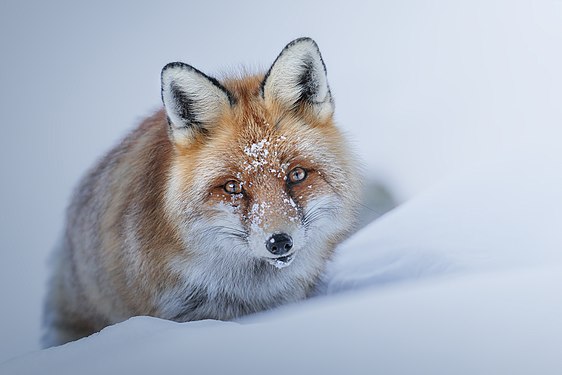 Red fox (Gran Paradiso National Park). Photograph: Paolo800