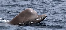 A northern bottlenose whale in Newfoundland. WHITEHEADLAB 2017 B.jpg