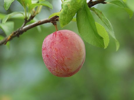 Prunus salicina