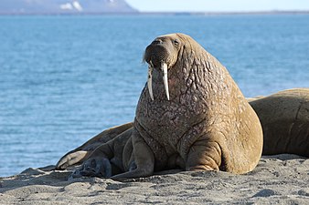 Walrus at Poolepynten, Svalbard, Arctic (20276229762).jpg