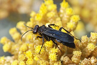 <i>Agenioideus</i> Genus of wasps