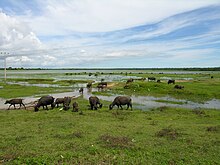 Water buffaloes Sri Lanka grazing.jpg