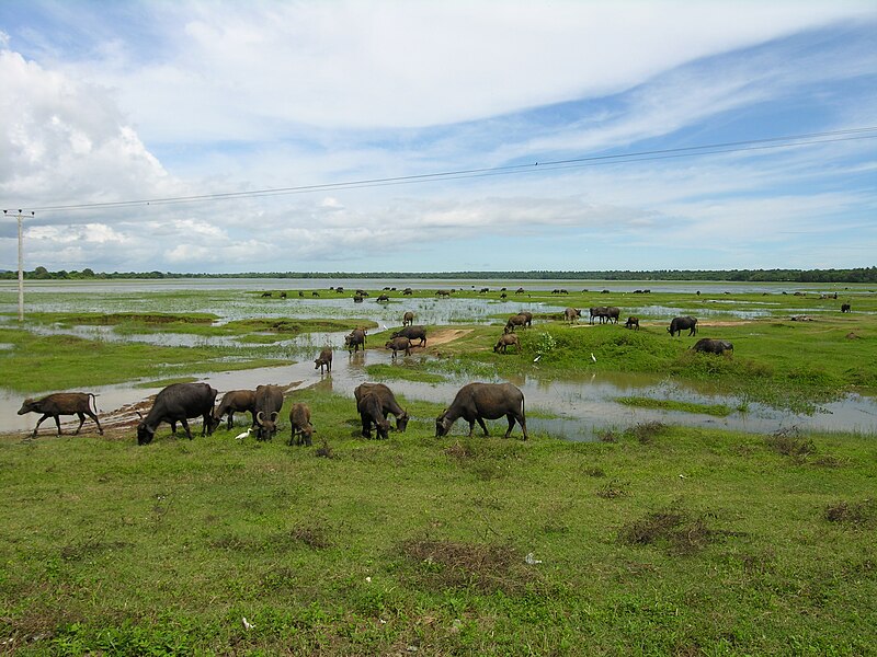 File:Water buffaloes Sri Lanka grazing.jpg