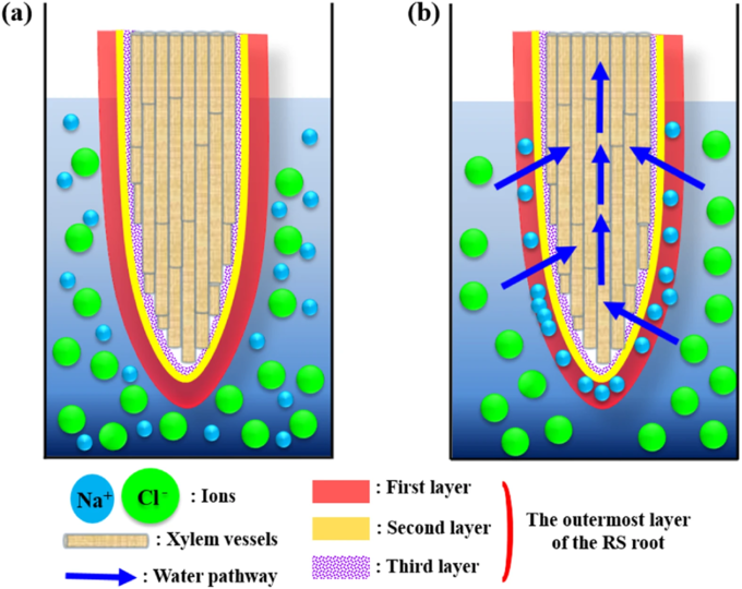 Filtrazione dell'acqua di mare nella radice della mangrovia Rhizophora stylosa (a) Schema della radice.  Lo strato più esterno è composto da tre strati.  La radice è immersa in una soluzione di NaCl.  (b) L'acqua passa attraverso lo strato più esterno quando viene applicata una pressione di aspirazione negativa attraverso lo strato più esterno.  L'effetto potenziale di Donnan respinge gli ioni Cl− dal primo sottostrato dello strato più esterno.  Gli ioni Na+ si attaccano al primo strato per soddisfare il requisito di elettroneutralità e alla fine si verifica la ritenzione di sale.[24]