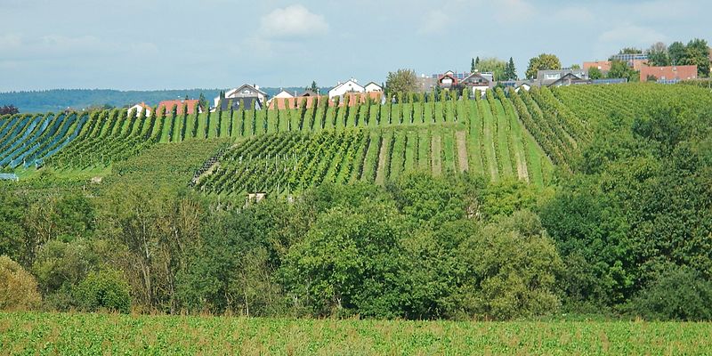 File:Weinberge - panoramio (5).jpg