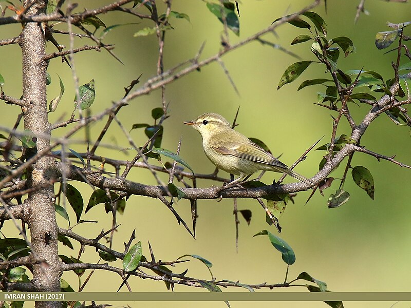 File:Western Crowned Warbler (Phylloscopus occipitalis) (36283960513).jpg