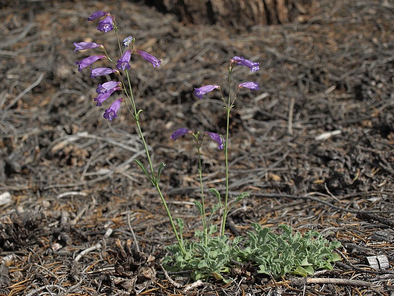 File:Westgard Pass beardtongue, Penstemon scapoides (38216721752).jpg