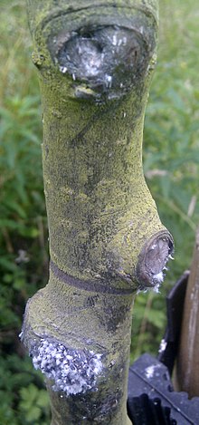 Crab Apple-де жүнді тли bark.jpg