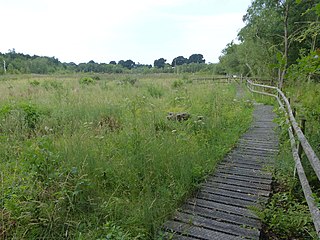 Wybunbury Moss nature reserve in Cheshire