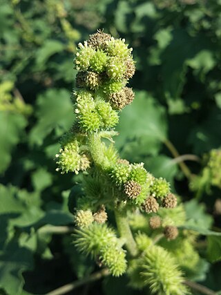 <i>Xanthium orientale</i> Species of flowering plant