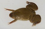 Thumbnail for Xenopus mellotropicalis