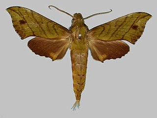 <i>Xylophanes adalia</i> Species of moth