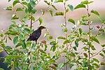 Thumbnail for File:Yellow-headed blackbird (50364252828).jpg