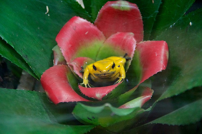 File:Yellow poison dart frog at Chester Zoo.jpg