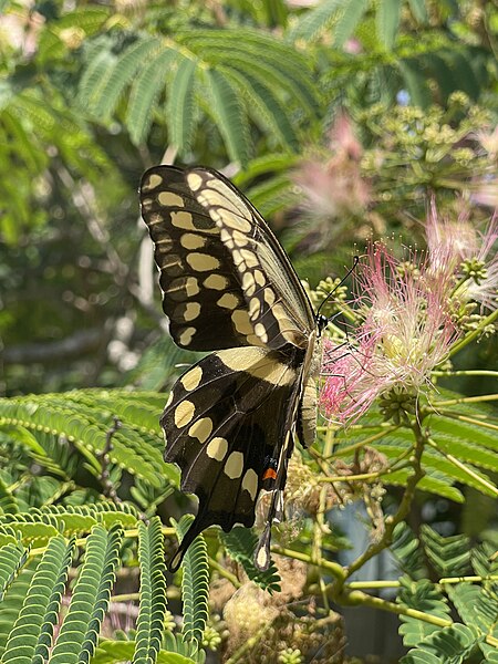File:Yellow swallowtail butterfly.jpg