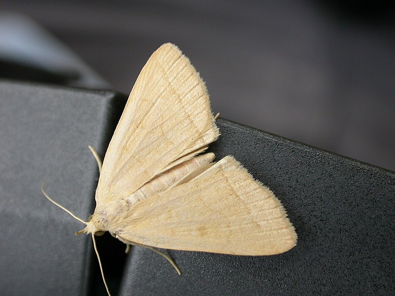 File:Zanclognatha tarsipennalis 1.jpg