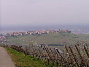 Les vignobles autour de Zellenberg.