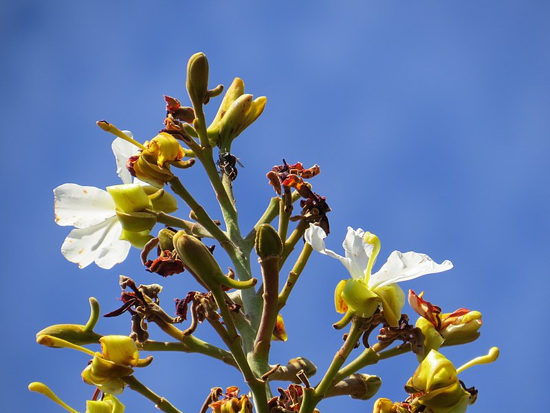 File:"chapéu-de-couro" - Salvertia convallariodora A.St.-Hil. - Vochysiaceae 05.jpg