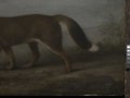 'Portrait of a Large Dog' (Dingo) RMG L6684-011.tiff