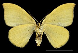 Watsonalla uncinula – mounted specimen female ventral