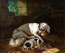 Chienne allaitant ses petits (Dog nursing her puppies) - Jean-Baptiste Oudry- Musée des Beaux-Arts de Narbonne