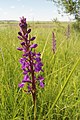 Anacamptis palustris subsp. elegans