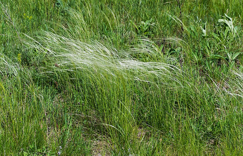 File:Заказник Великоцький Stipa lessingiana.jpg