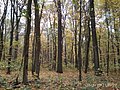 Парасоцький ліс осінь 9.jpg