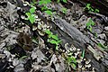 Різноманіття грибів Канівського лісу.jpg